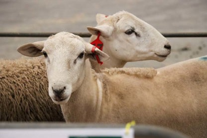 Live Export Hub
